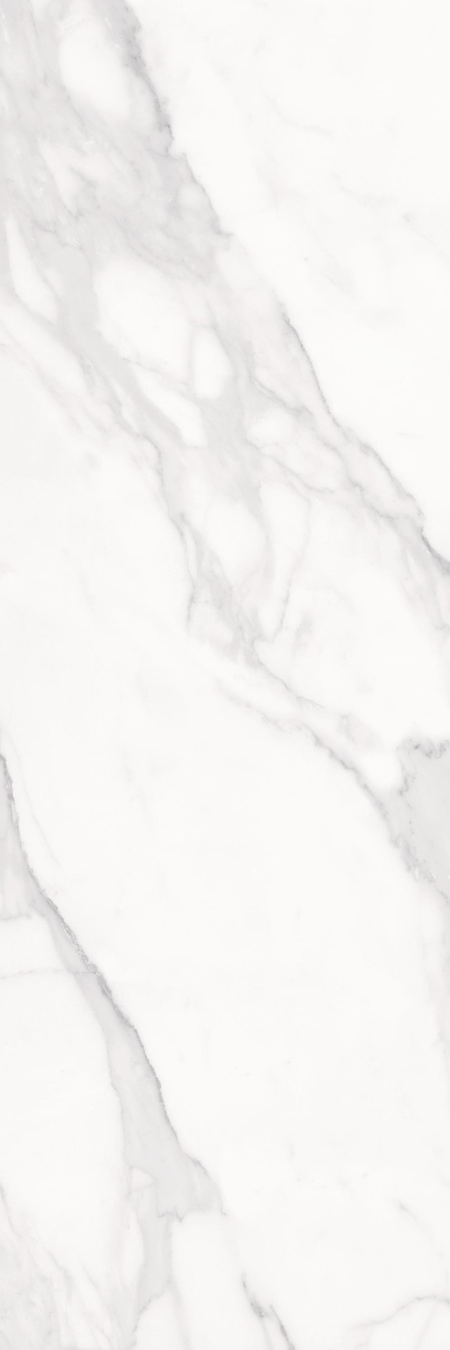 Calacatta White Rett 25×75